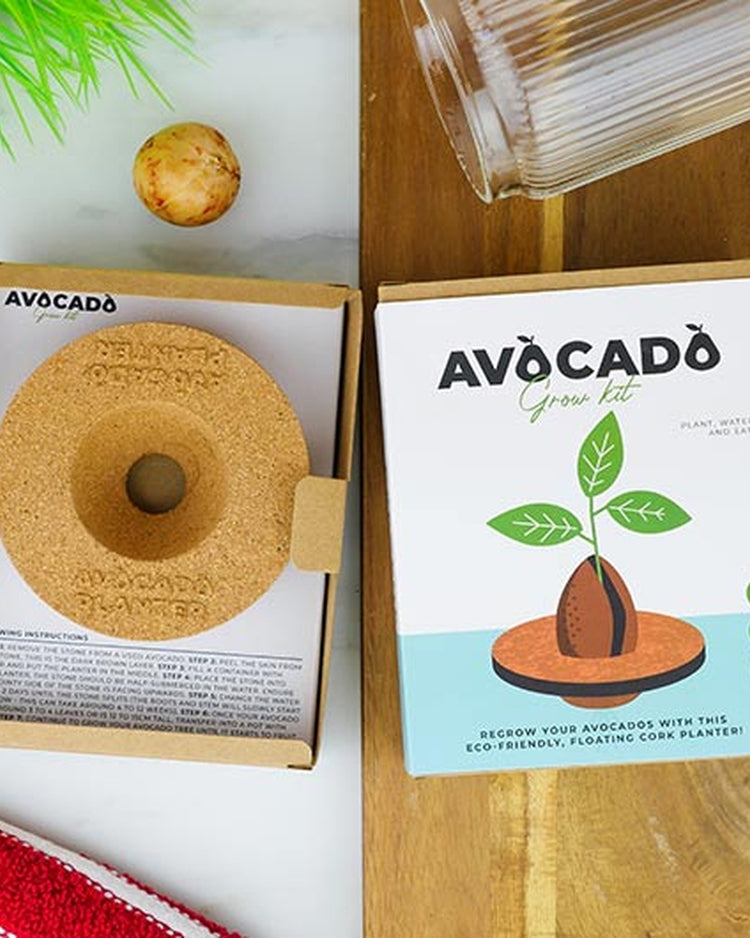 JardiniĂšre flottante en liĂšge avec noyau d'avocat en germination