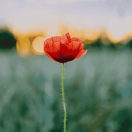 Bougie personnalisée avec photo, motif coquelicot en détail.