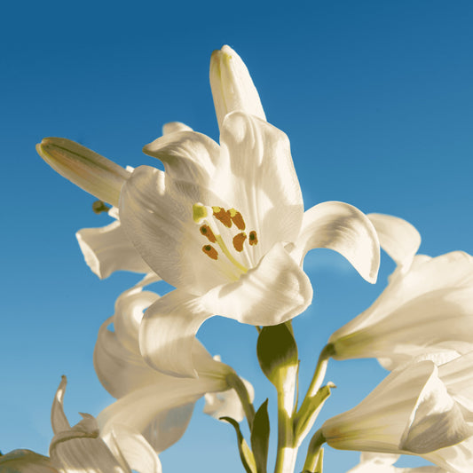 Bougie personnalisée avec photo, vue de dessus, cire blanche.
