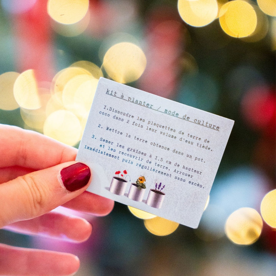 Kit à planter Joyeux Noël avec graines de trèfle en vue rapprochée