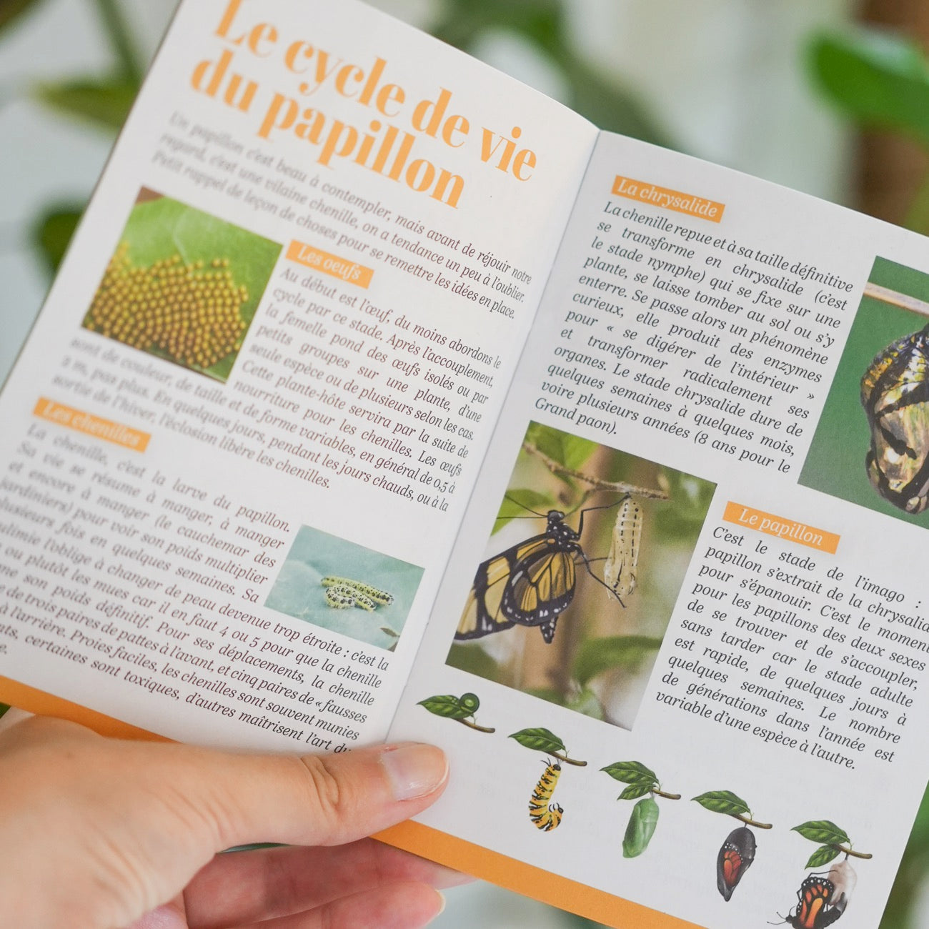 Sachets de graines de fleurs à papillon sur fond naturel