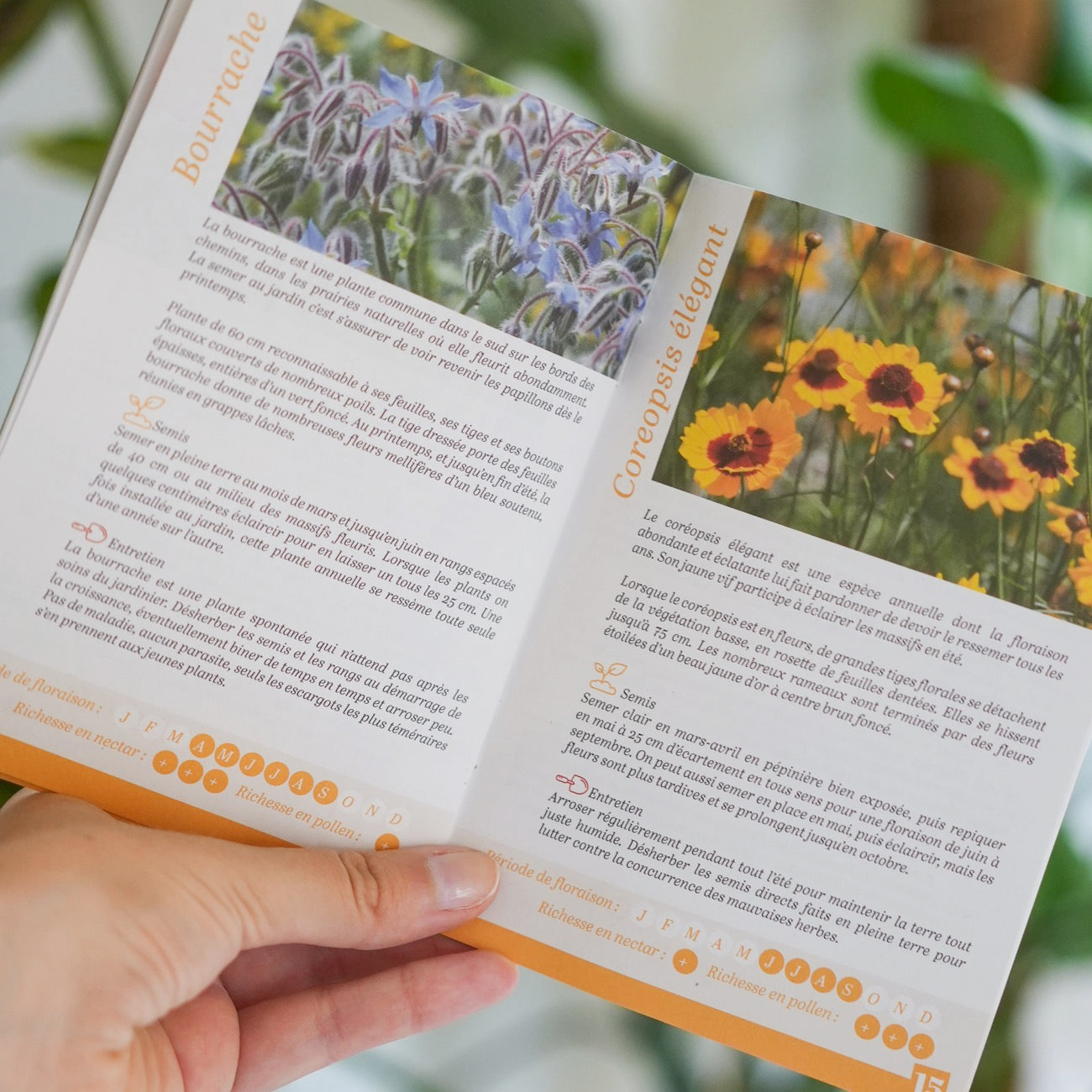 Sachets de graines de fleurs à papillon sur fond naturel
