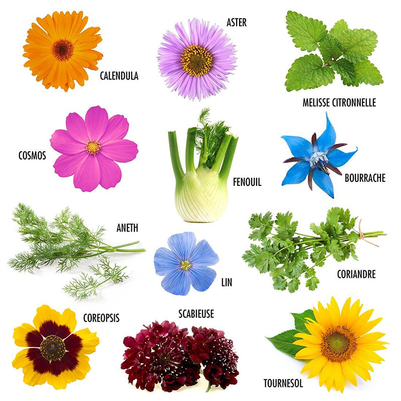 Sachets de graines de fleurs à papillon sur fond blanc
