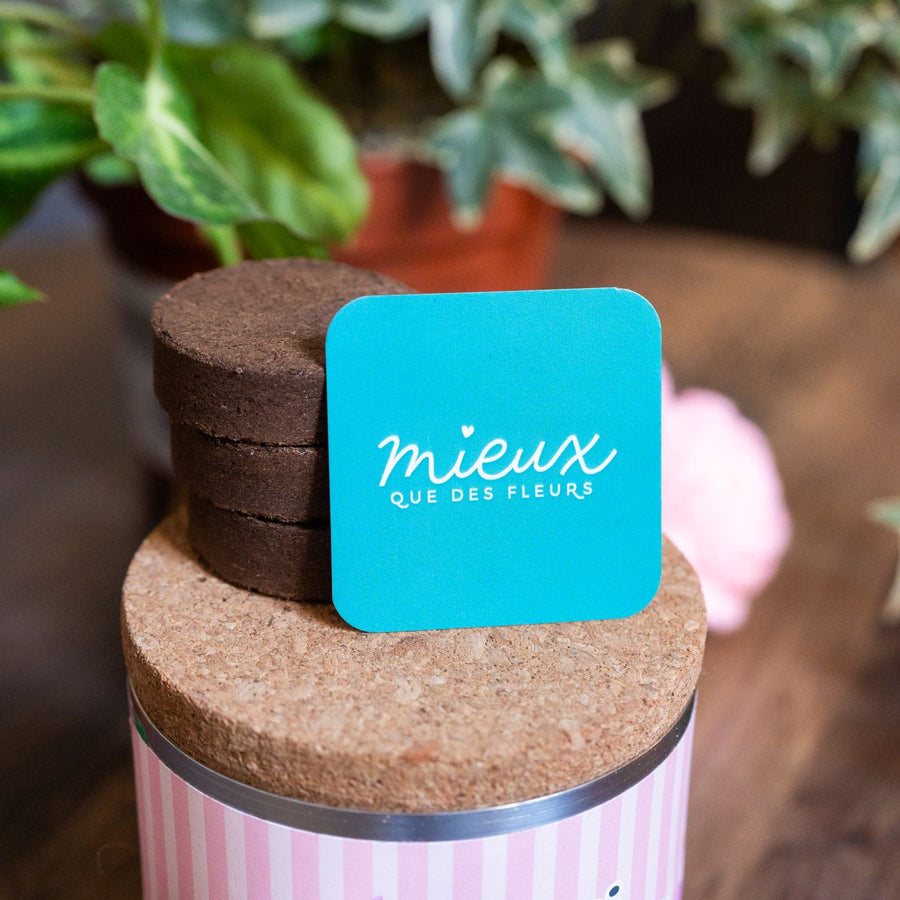 Kit à planter avec coquelicots, vue de dessus sur les graines.