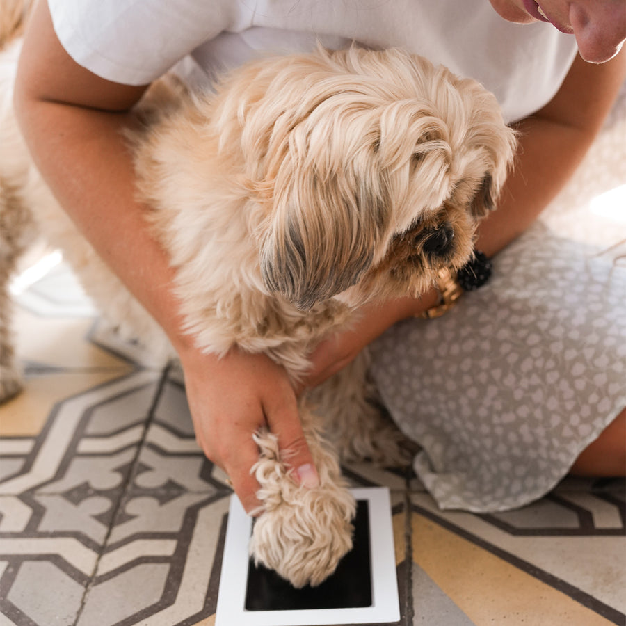 Kit d'empreinte pour animaux avec détails des empreintes