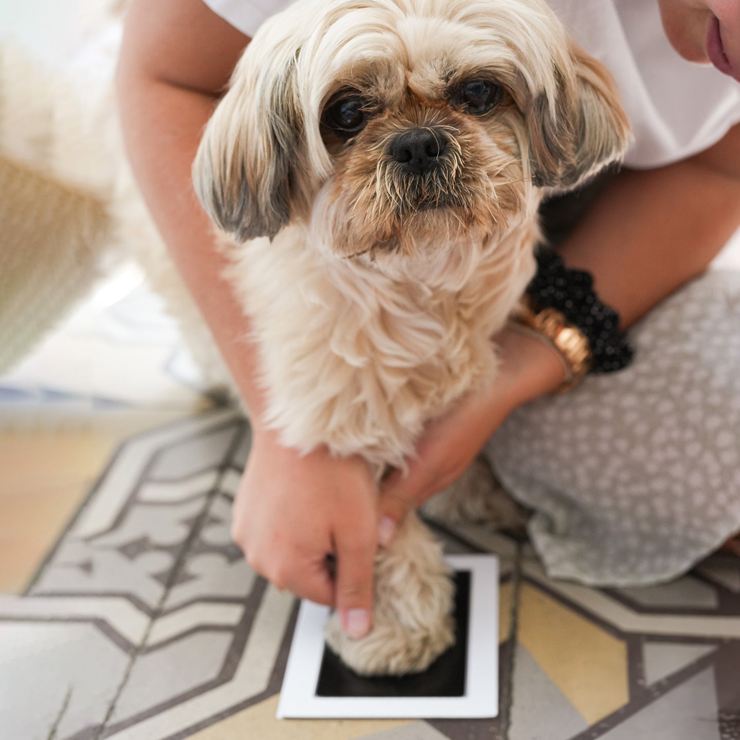 Kit empreintes pour chats et chiens - Mieux que des fleurs