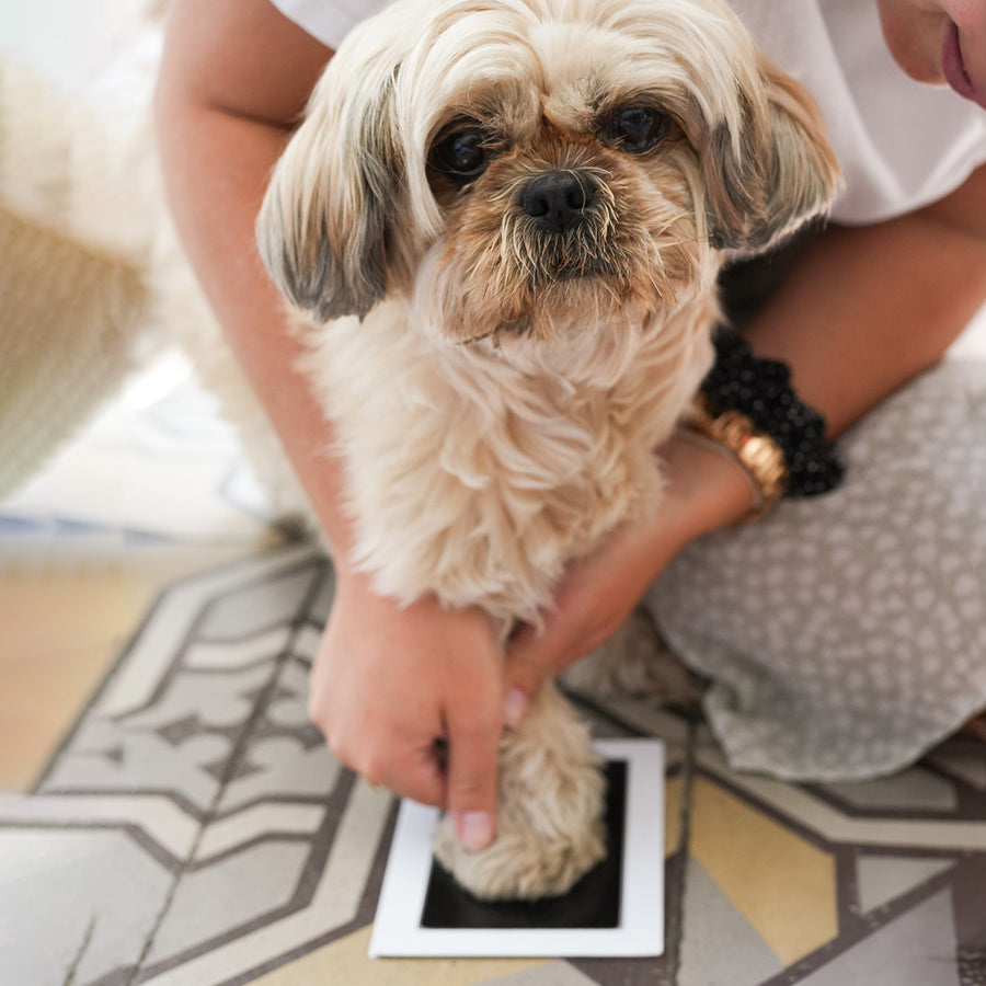 Kit d'empreinte pour animaux avec détails fins des pattes