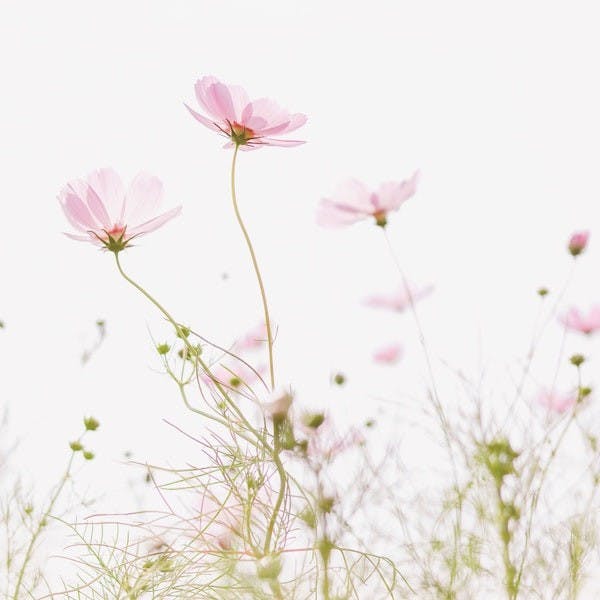 Un bouquet de fleurs à semer - Mieux Que Des Fleurs