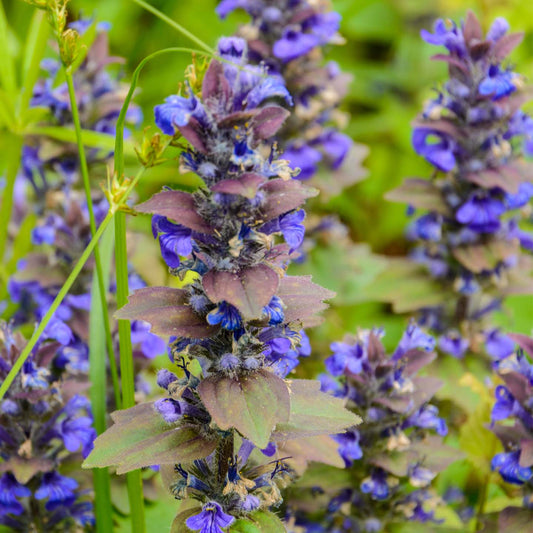 Kit à planter avec sachet de graines et étiquette personnalisée