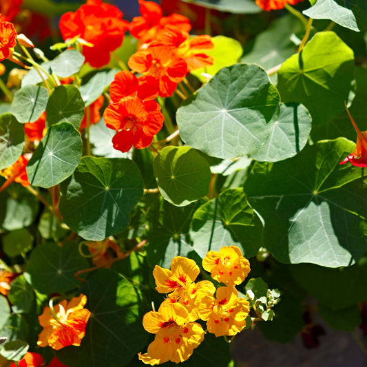 Kit à planter avec graines de capucine et étiquette personnalisée.
