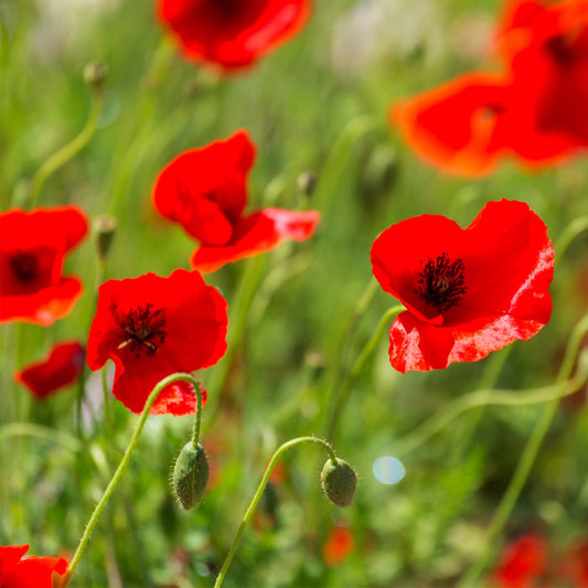 Kit à planter avec graines de coquelicot et étiquette personnalisée.