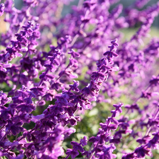 Kit à planter avec sachet de graines de lavande et étiquette personnalisée.