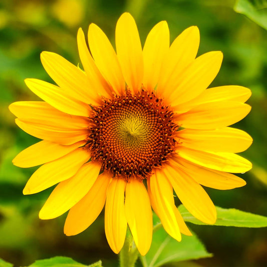 Kit à planter avec graines de tournesol et étiquette personnalisée.