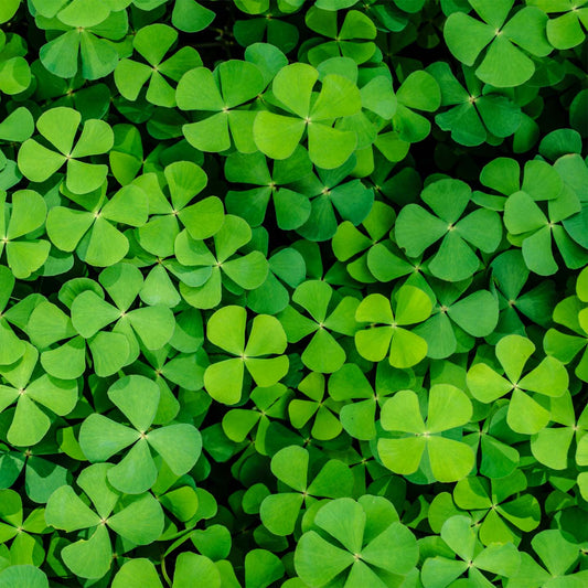 Kit à planter avec trèfle, photo personnalisable en haut