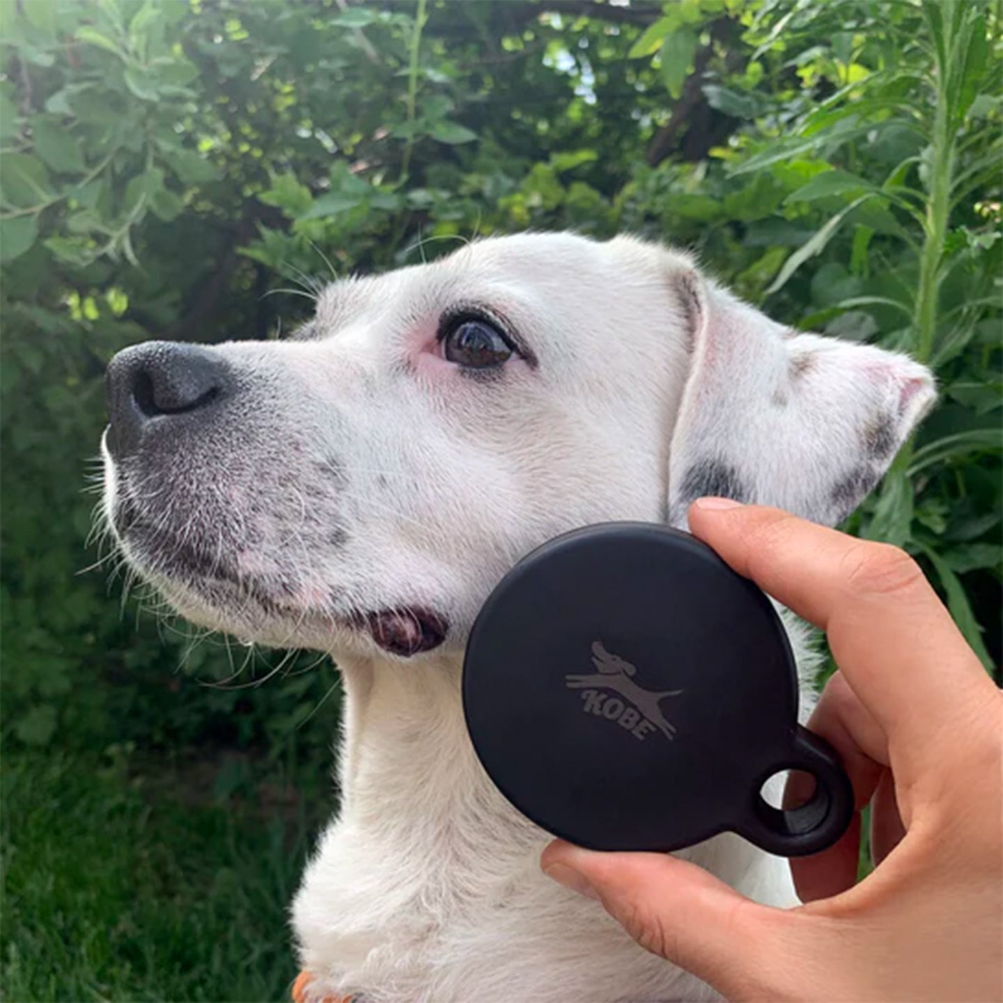 Kit pour chien | Aller au SPA - Mieux Que Des Fleurs