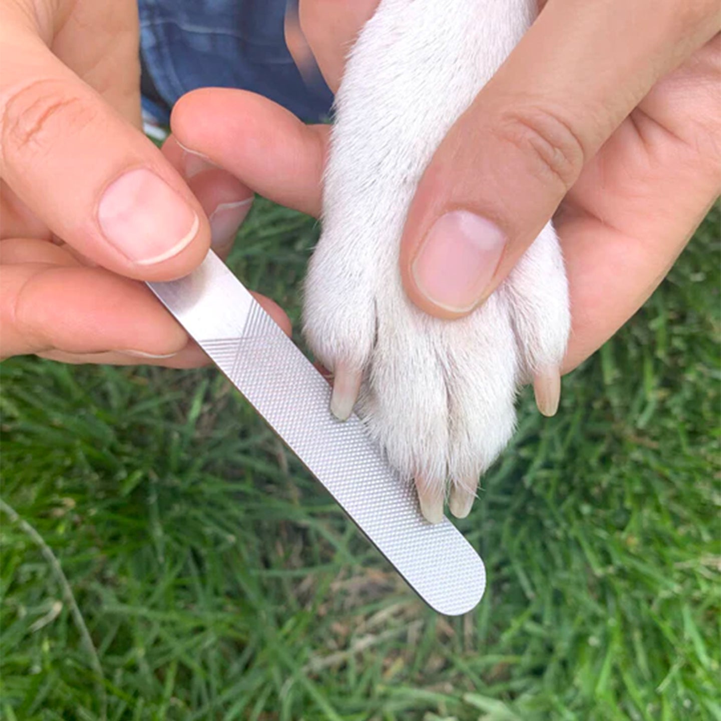 Kit pour chien | Aller au SPA - Mieux Que Des Fleurs