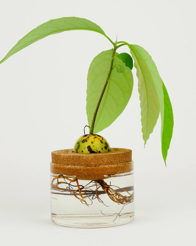 Jardinière flottante en liège avec noyau d'avocat en germination
