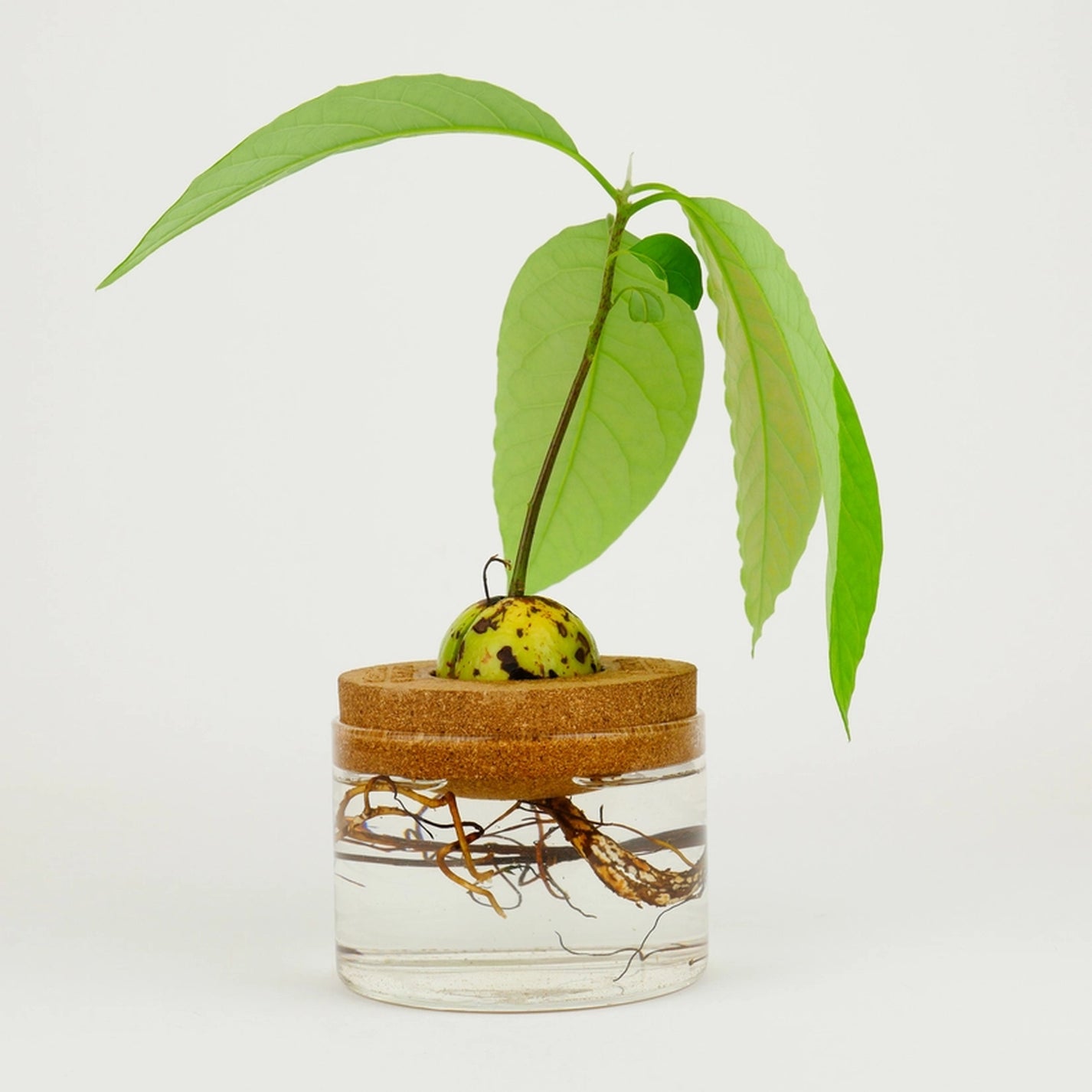 Jardinière flottante en liège avec noyau d'avocat en germination