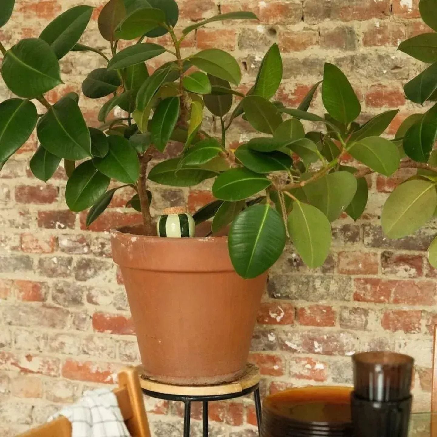 Diffuseur d'eau naturel pour plantes