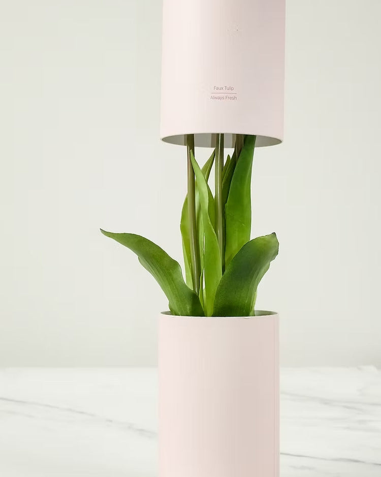 Bouquet de tulipes éternelles en rose foncé, vue de face.