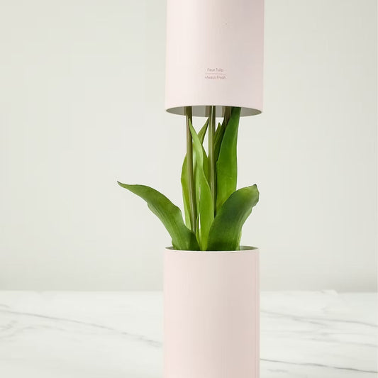 Bouquet de Tulipes Éternelles