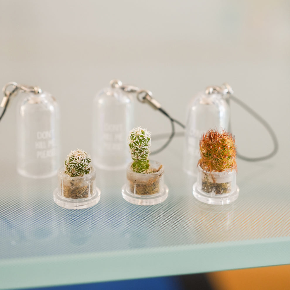 BabyPlante, le cactus miniature porte clé - Mieux Que Des Fleurs - 3