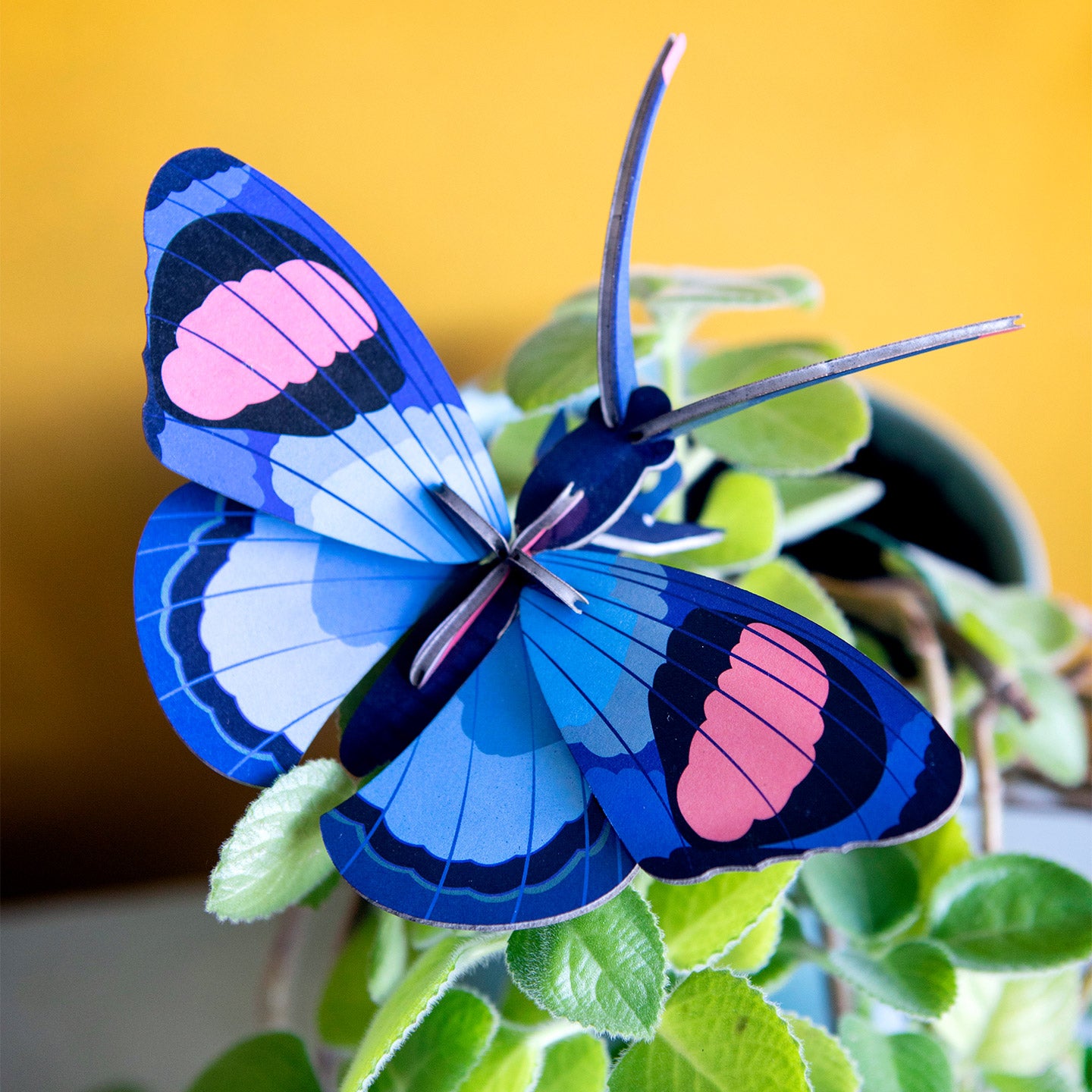 maquette_3D_papillon_mieux_que_des_fleurs_3