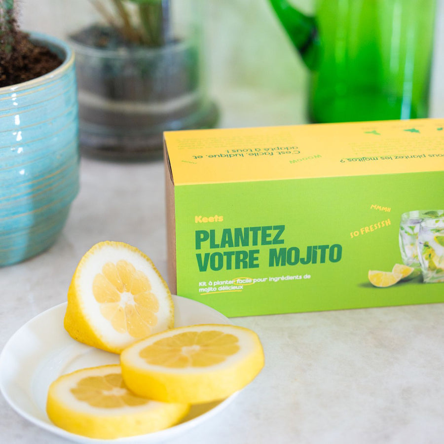 Kit de jardinage pour cultiver basilic et menthe, vue de dessus.