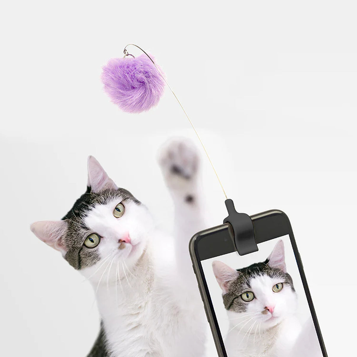 Jouet pour chat suspendu, texture douce et colorée