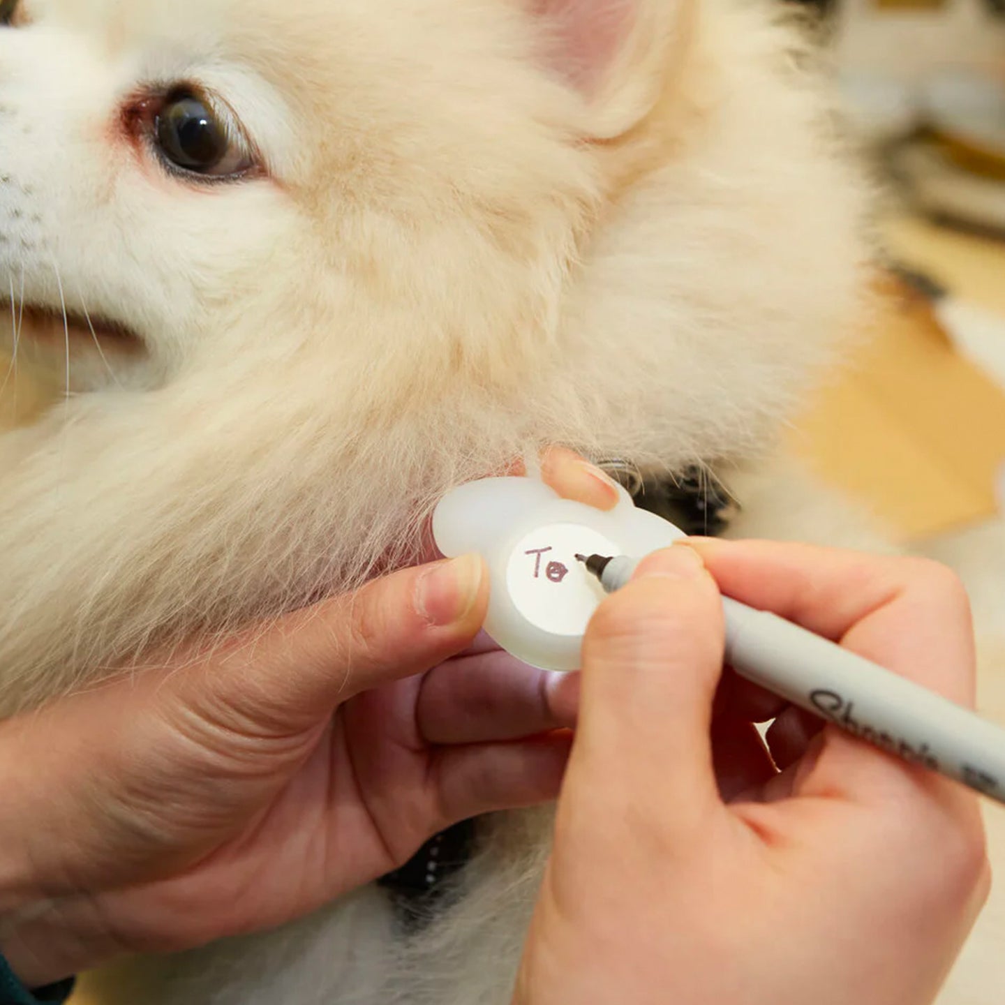 Médaille lumineuse pour chien