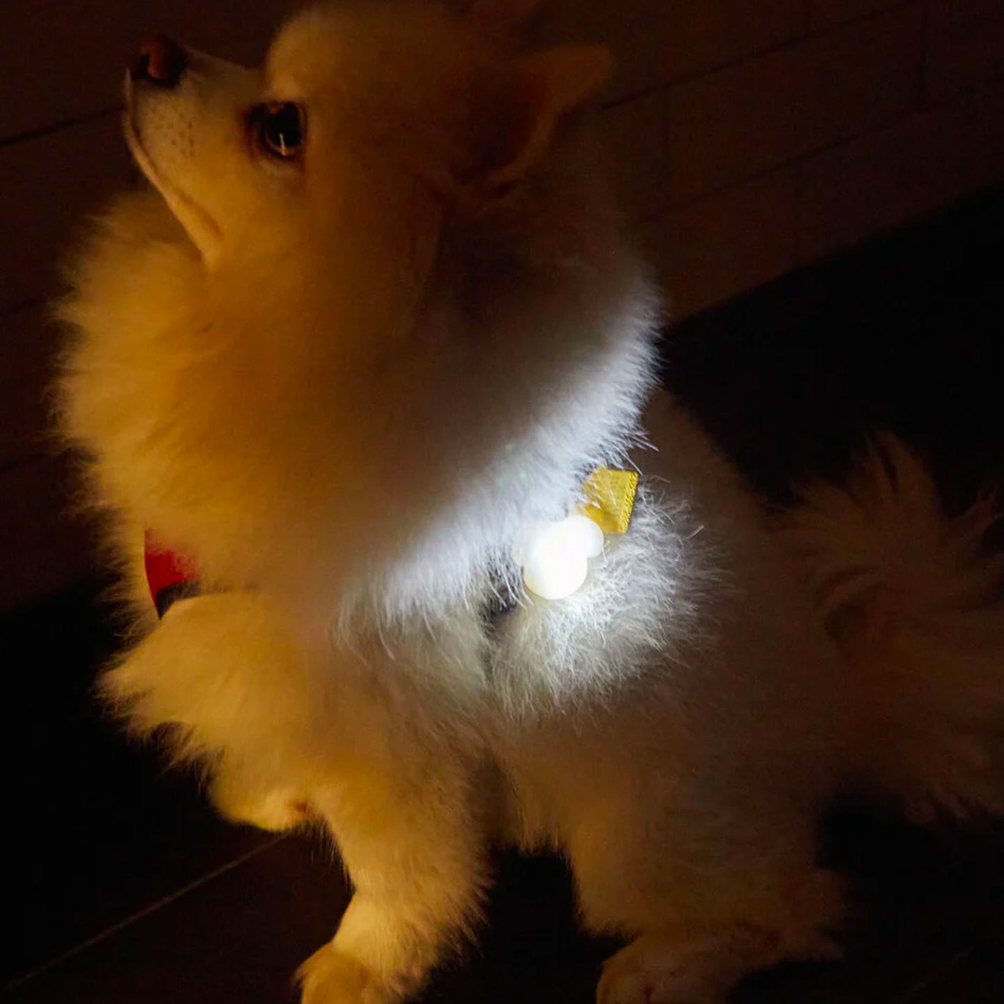 Médaille lumineuse pour chien