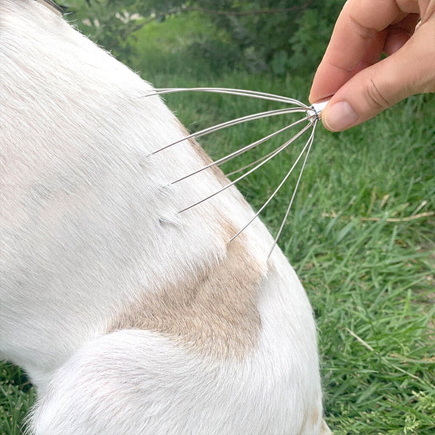 Kit pour chien | aller au spa